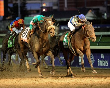 Blame Horse Profile Bloodhorse Blame Horse Profile Bloodhorse