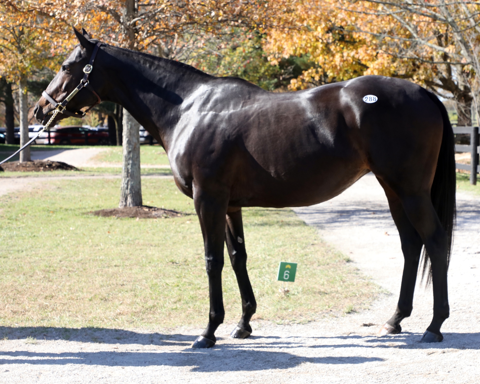 Flawless - Horse Profile - BloodHorse