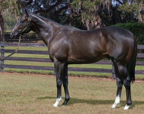 'Absolute Gift' Girvin Dies Suddenly at Airdrie Stud