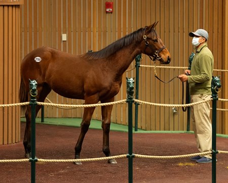 The Justify colt consigned as Hip 298 in the ring at the Keeneland November Sale