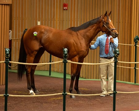 Lady Prancealot in the ring at the Keeneland November Sale 