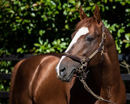 Lope de Vega at Ballylinch Stud