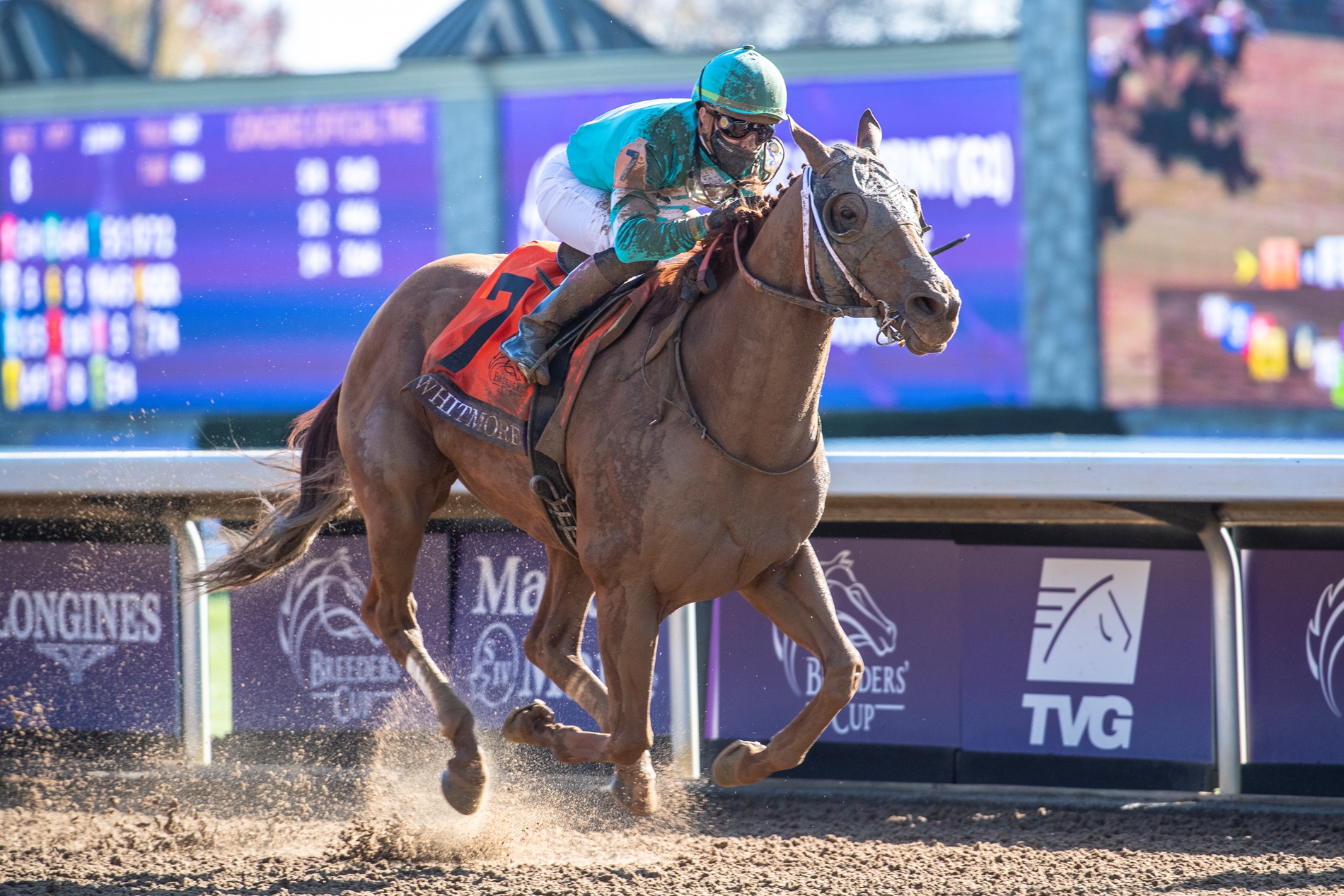 Whitmore Horse Profile BloodHorse