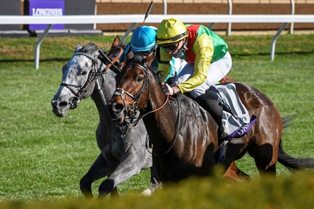 Audarya Fr Horse Profile Bloodhorse