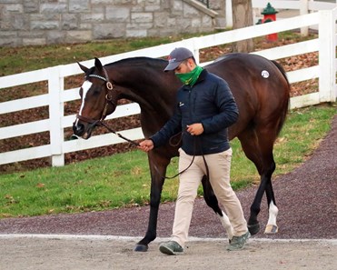 Concrete Rose - Horse Profile - BloodHorse