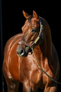 Holy Boss is one of 12 stallions included in the Maryland Stallion Season Auction