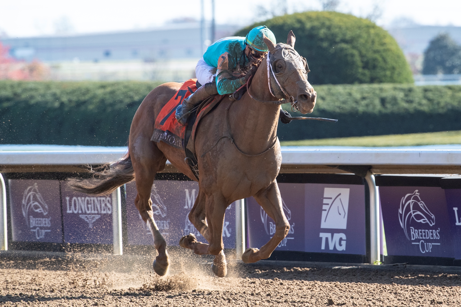 Whitmore Horse Profile BloodHorse