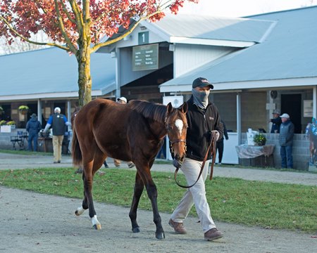 Hip 1707, a Good Magic—Block filly, sells Nov. 13 at the Keeneland November Sale