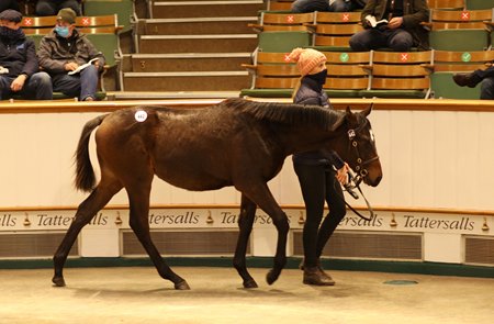 The session-topping Iffraaj colt consigned as Lot 442 in the ring at the Tattersalls December Foal Sale