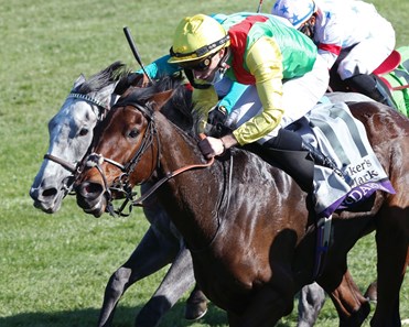 Audarya Fr Horse Profile Bloodhorse