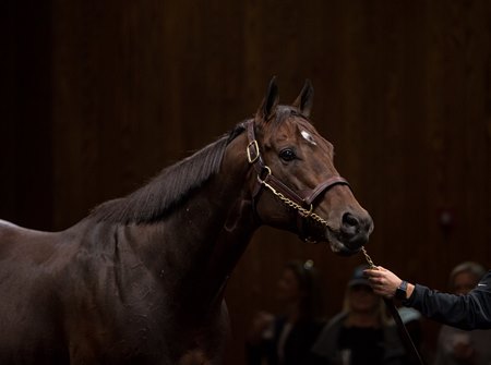 Tom's d'Etat at WinStar Farm