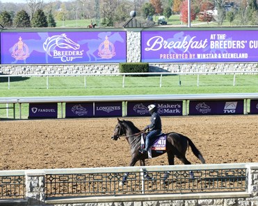 Nay Lady Nay (IRE) - Horse Profile - BloodHorse