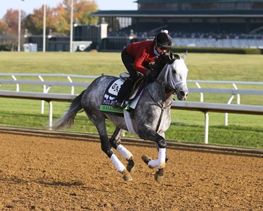 Halladay - Horse Profile - BloodHorse