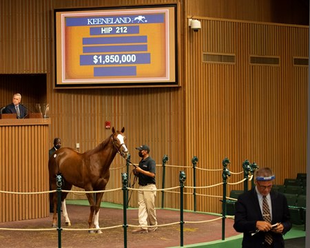 Solid Start To Keeneland November Breeding Stock Sale Bloodhorse