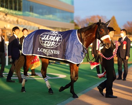 Almond Eye returns from her win in the Japan Cup at Tokyo Racecourse 