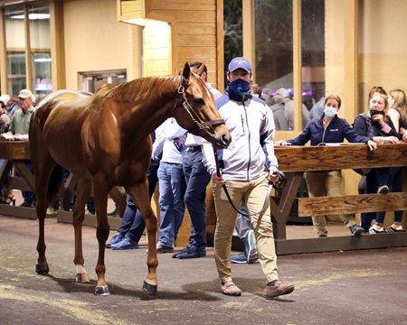 Monomoy Girl getting ready to enter the ring at The November Sale at Fasig-Tipton