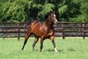 Toronado at Haras de Bouquetot