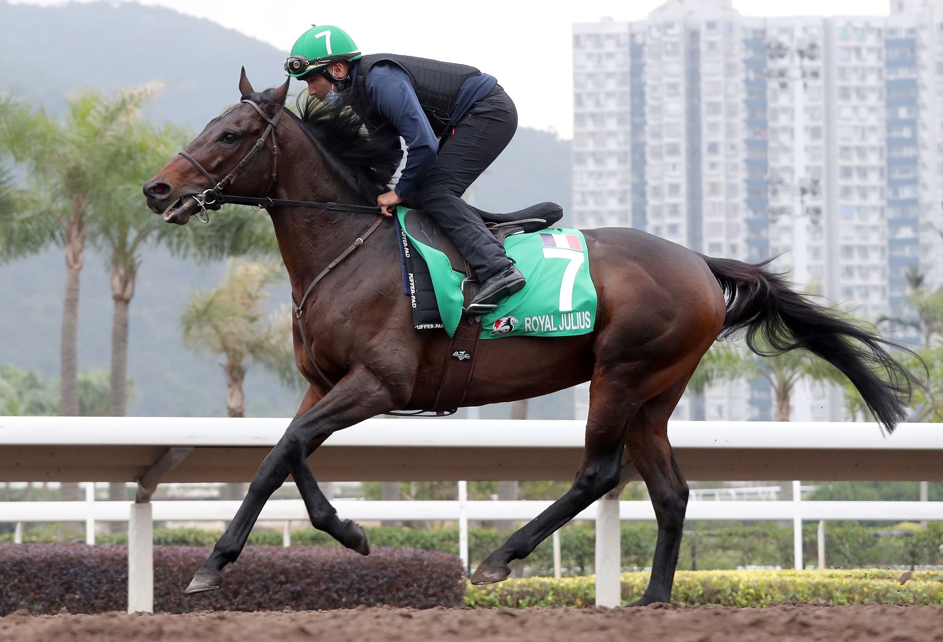 Royal Julius IRE Horse Profile BloodHorse