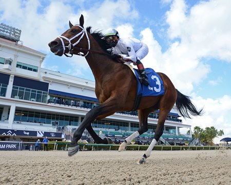 Prime Factor Impressive In Debut At Gulfstream Park Bloodhorse