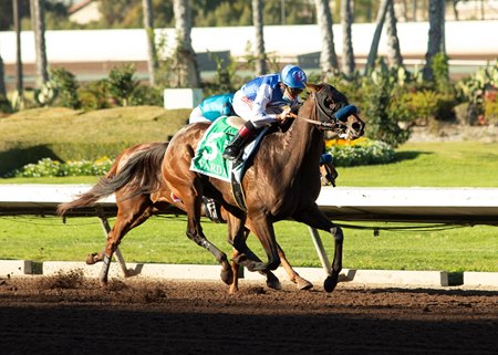 Varda wins the 2020 Starlet Stakes at Los Alamitos Race Course