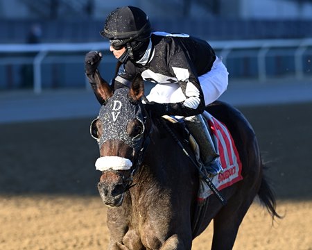 Laobanonaprayer wins the New York Stallion Series Fifth Avenue Stakes at Aqueduct Racetrack