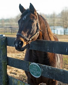 sun horse