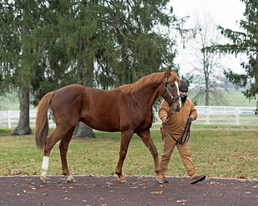 English Channel - Horse Profile - BloodHorse