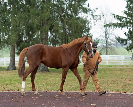 Sudden Illness Claims Leading Turf Sire English Channel - BloodHorse