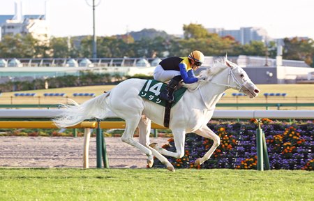 Sodashi wins the Artemis Stakes at Tokyo Racecourse