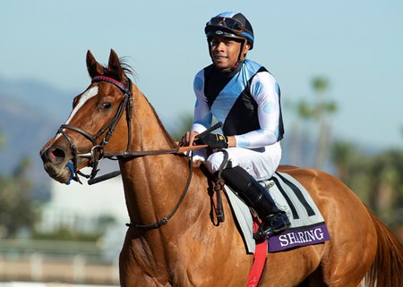 Sharing returns from her win in the 2019 Breeders' Cup Juvenile Fillies Turf at Santa Anita Park 