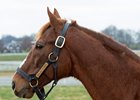 English Channel at Calumet Farm near Lexington, Ky., on Dec. 7, 2020. 