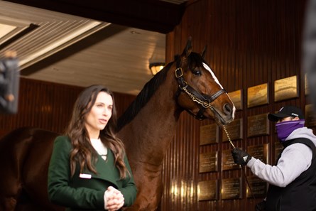 Authentic Horse Profile Bloodhorse