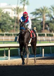 Medina Spirit Horse Profile Bloodhorse