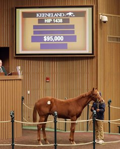 The Army Mule colt consigned as Hip 1438 in the ring at the Keeneland January Sale 