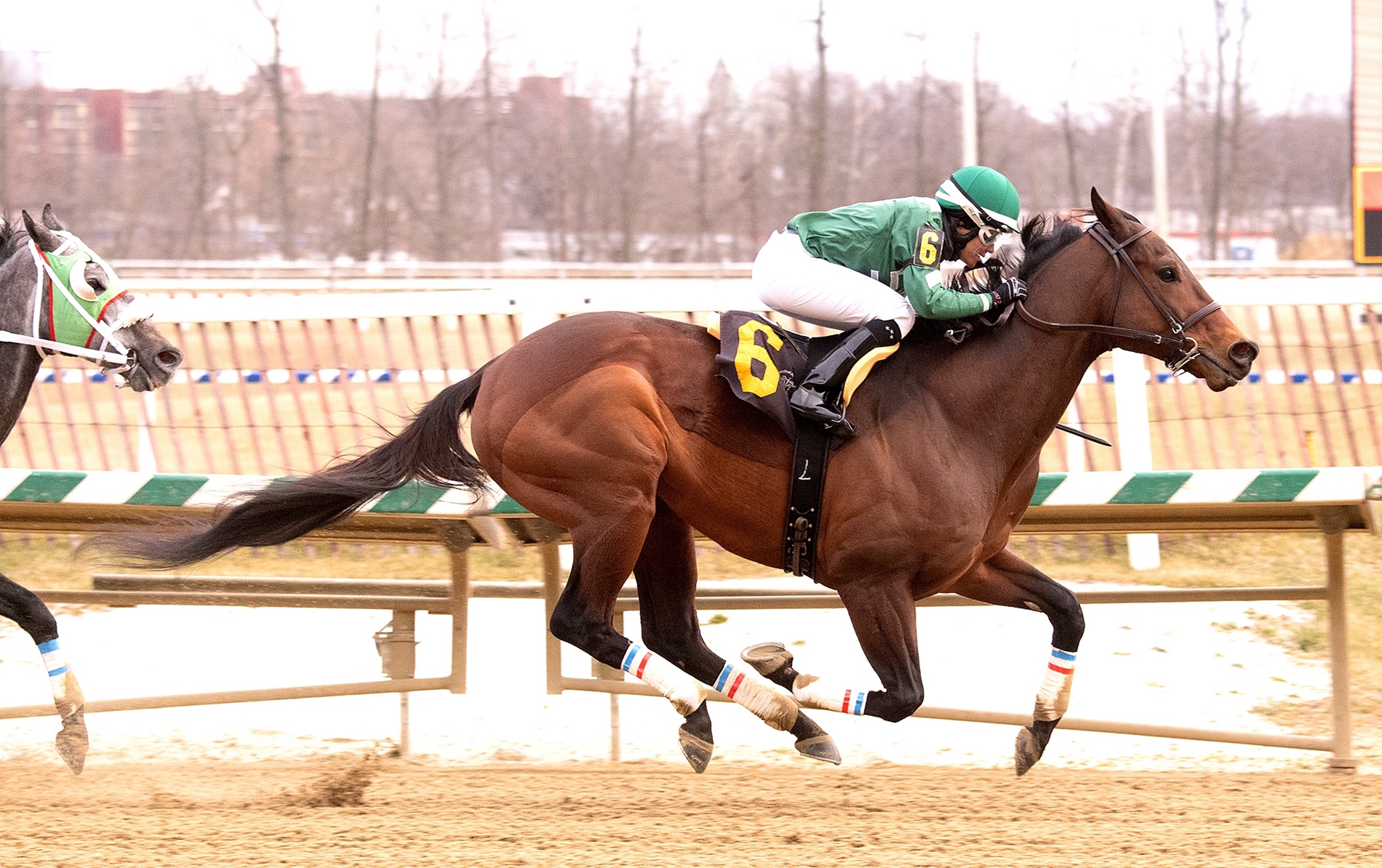 Always Sunshine - Horse Profile - BloodHorse