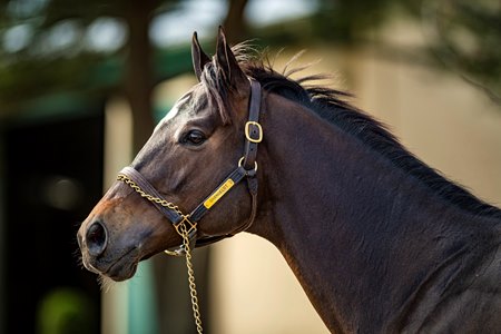 Shancelot at Buck Pond Farm