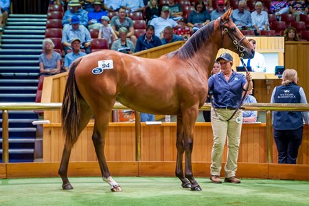 The Zoustar filly consigned as Lot 94 in the sales ring at the Karaka Yearling Sale