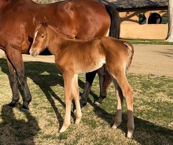 A filly out of All That Heat is the first reported foal by Harris Farms' multiple graded stakes winner Om