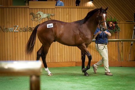The session-topping Tavistock colt consigned as Lot 367 in the ring at the Karaka Yearling Sale