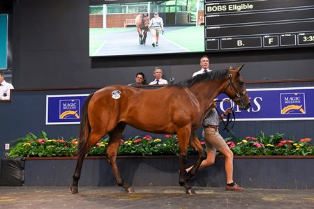 The Scissor Kick filly consigned as Lot 1010 in the ring at the Magic Millions Gold Coast Yearling Sale