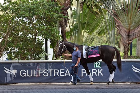 Independence Hall schools in the paddock ahead of Saturday's Pegasus World Cup at Gulfstream Park