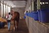 Caption: morning barn scene
Kentucky Derby and Oaks training at Churchill Downs near Louisville, Ky., on Aug. 30, 2020 Churchill Downs in Louisville, KY. 