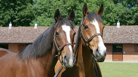 (L-R): Hasili and Arrive at Juddmonte's Banstead Manor Stud