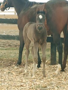 The first reported foal by Solomini is a filly out of Another Level