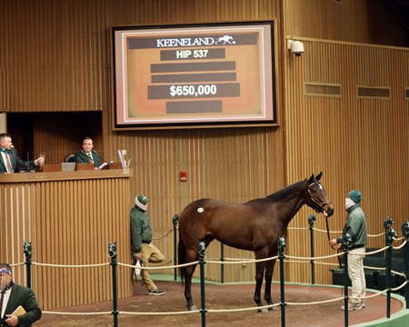 Beautiful Lover in the ring at the Keeneland January Sale