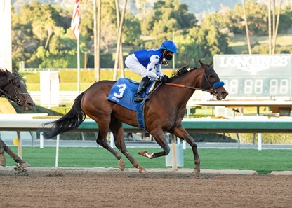 Qahira - Horse Profile - BloodHorse