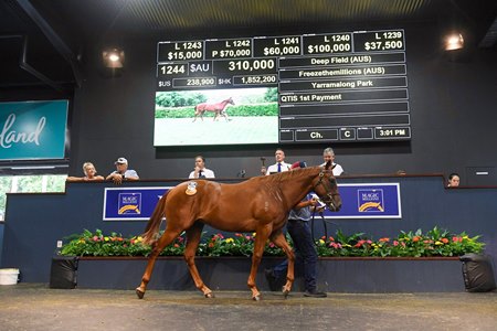 The Deep Field colt consigned as Lot 1244 in the ring at the Magic Millions Gold Coast Yearling Sale