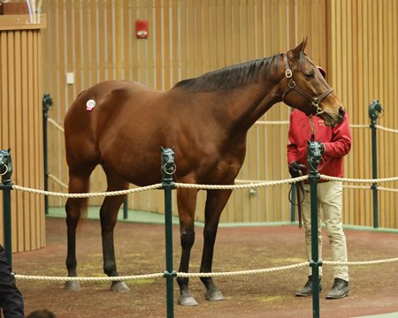 From the Hood sells for $375,000 in the ring at the Keeneland January Sale