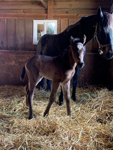 The first foal by Crestwood Farm stallion Heart to Heart