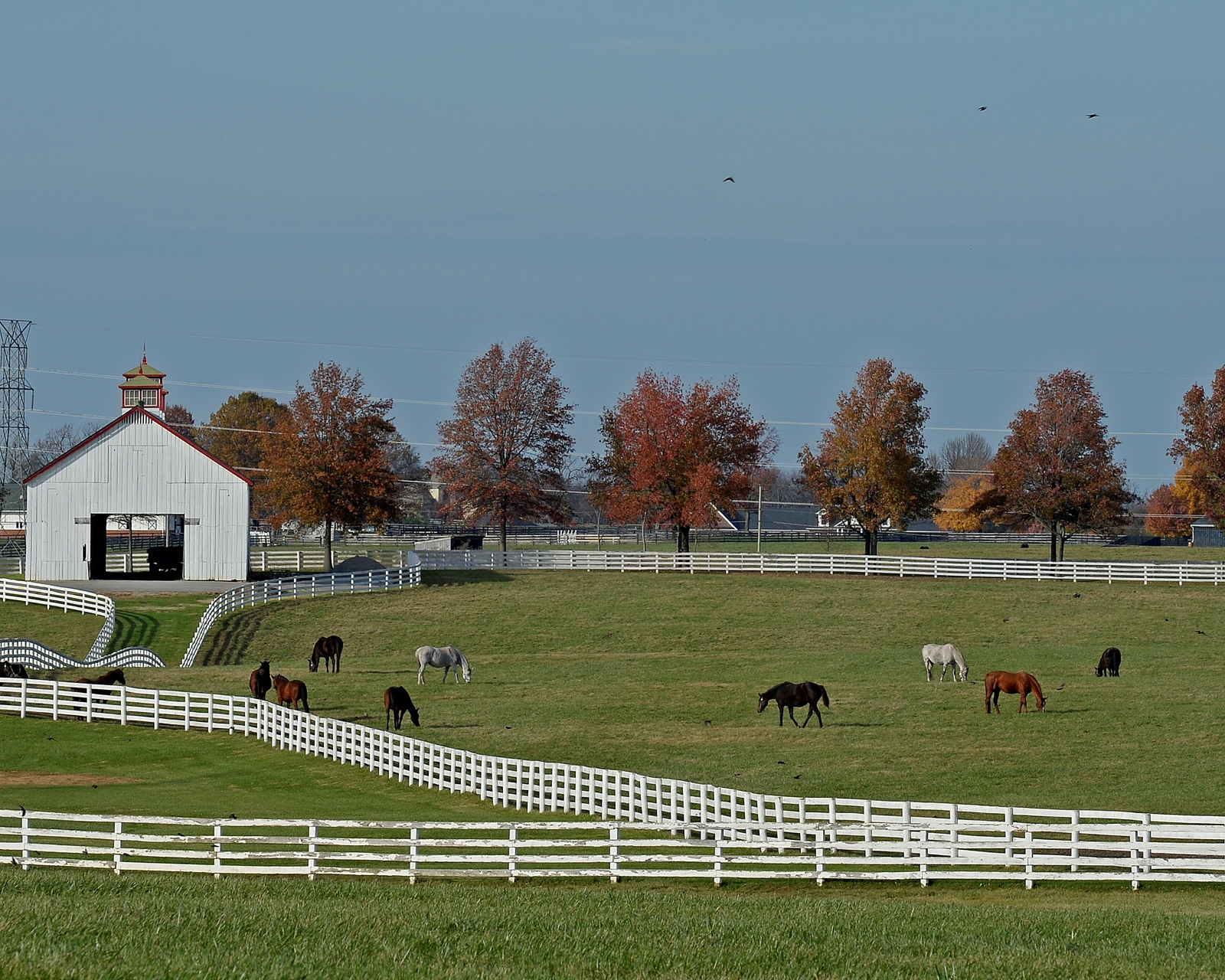 The Jockey Club Rescinds Mare Cap Rule - BloodHorse